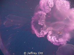 I took my camera and shoved it right up the jellyfish and... by Jeffrey Ott 